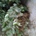 草莓苗10~20cm