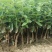 金银花1米以下