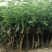 金银花1米以下
