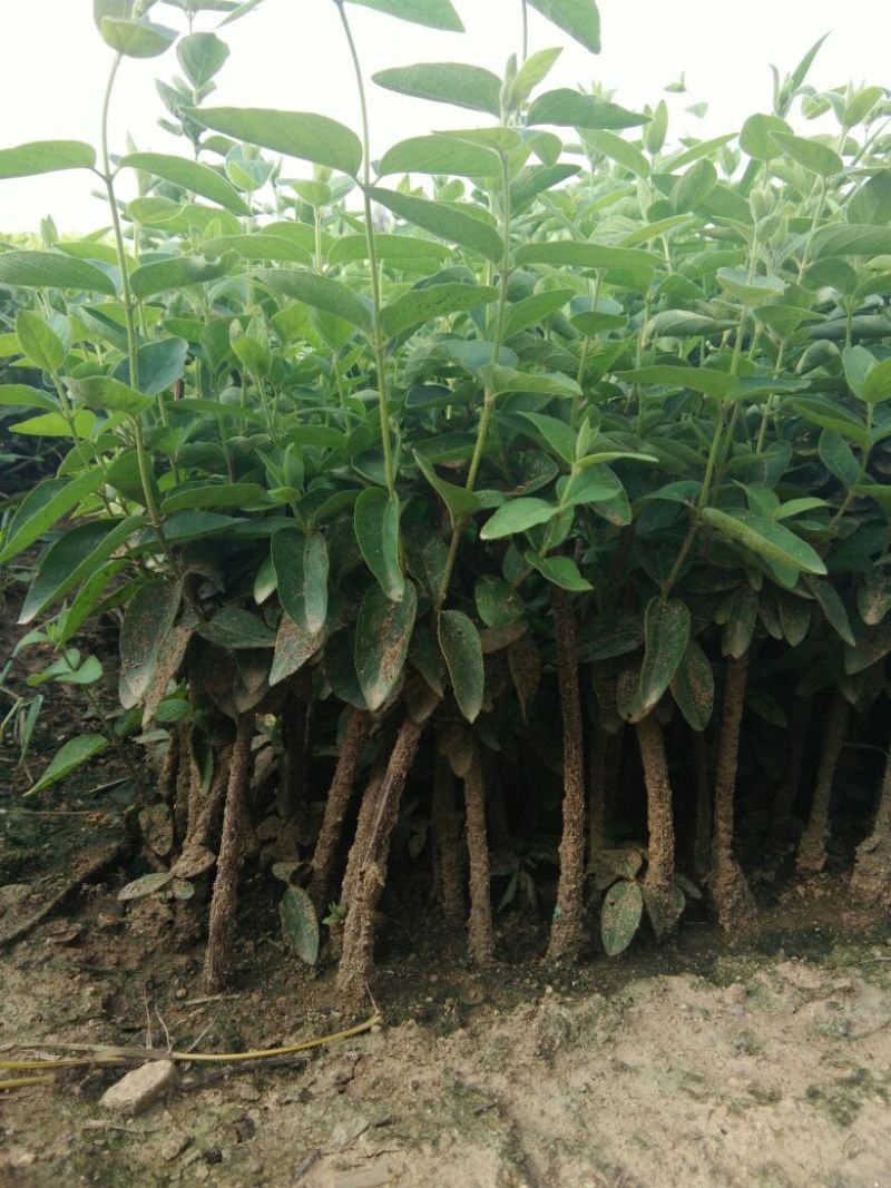 金银花1米以下