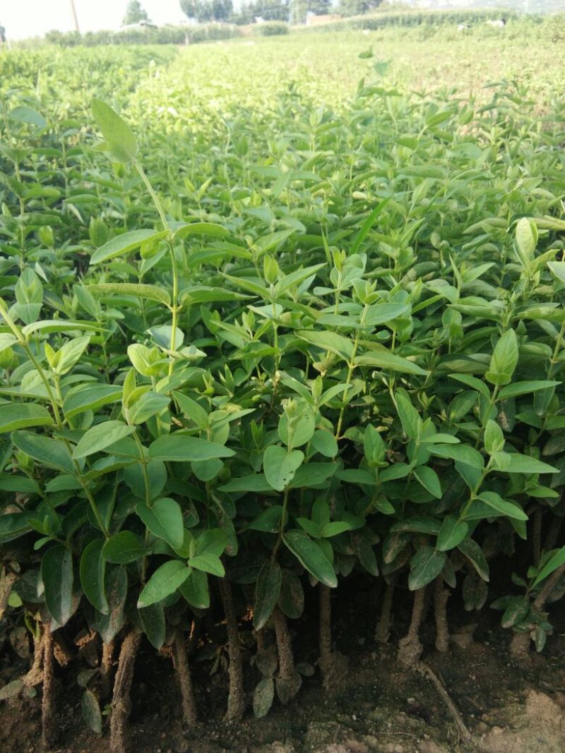金银花1米以下