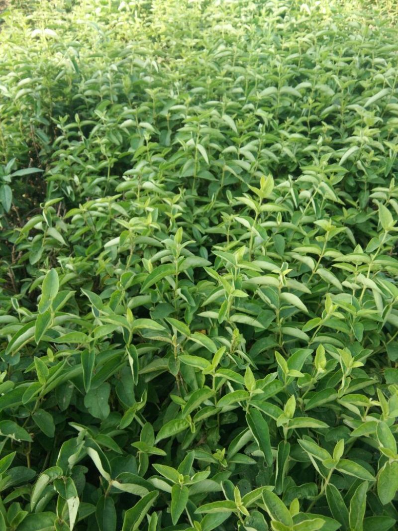 金银花1米以下