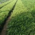 金银花1米以下