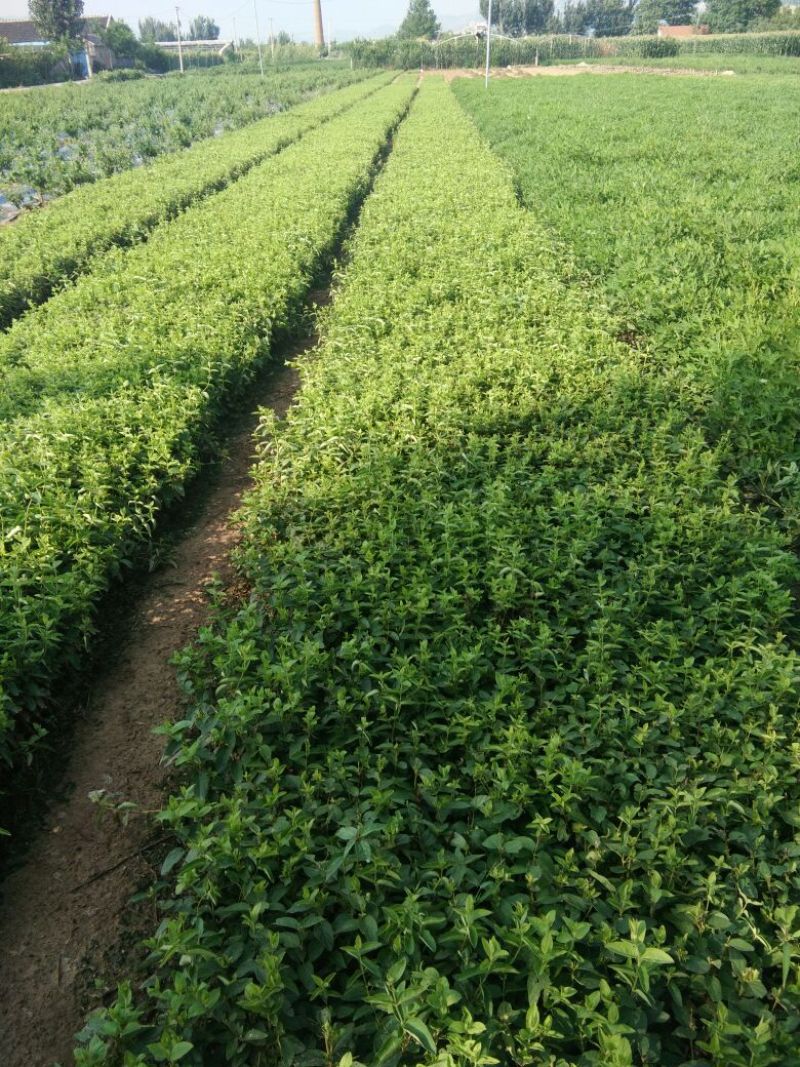 金银花1米以下