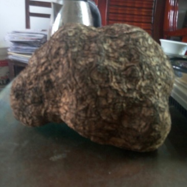 茯苓菌种栽培种