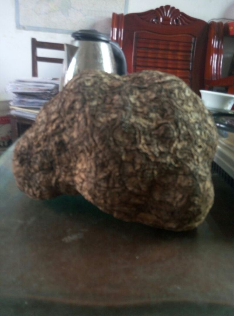 茯苓菌种栽培种