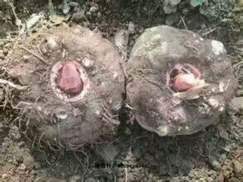 魔芋鲜货