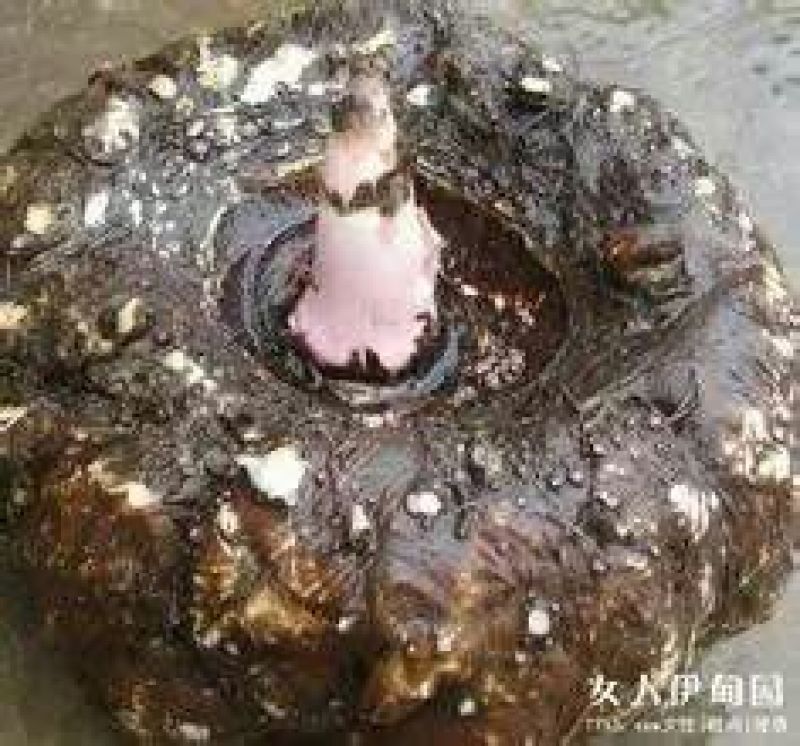 魔芋鲜货