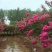红花紫薇4~6cm2.5~3米1~2米