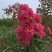 红花紫薇4~6cm2.5~3米1~2米