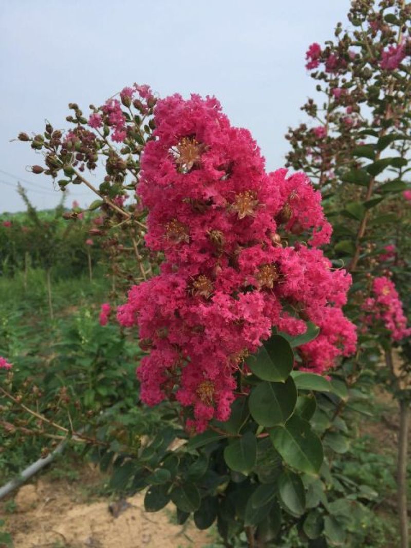 红花紫薇4~6cm2.5~3米1~2米