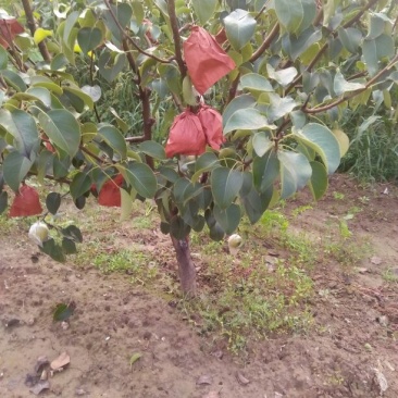 酥梨纸袋