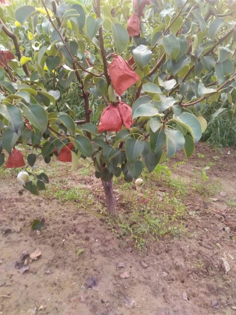 酥梨纸袋
