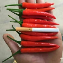 小米椒5~10厘米红中辣