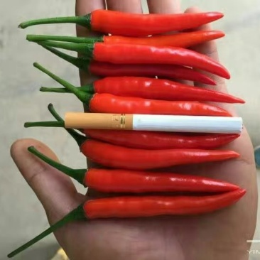 小米椒5~10厘米红中辣