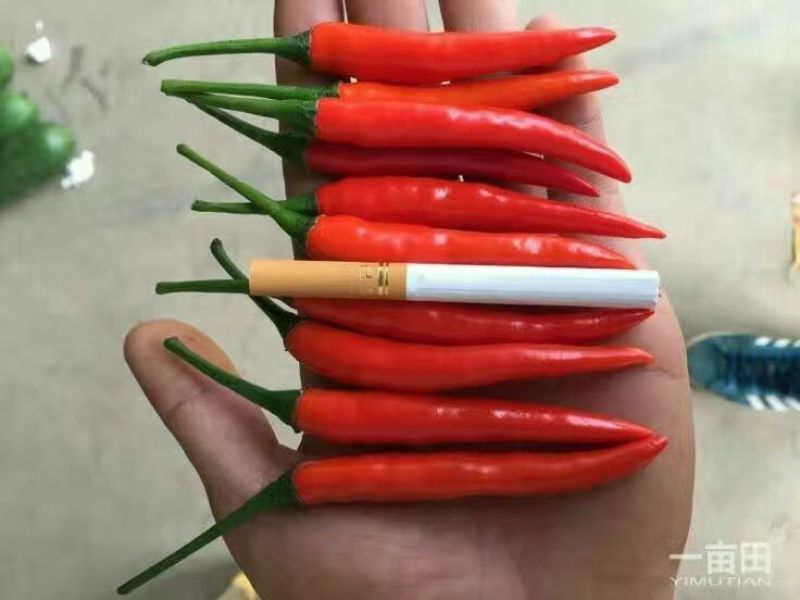 小米椒5~10厘米红中辣