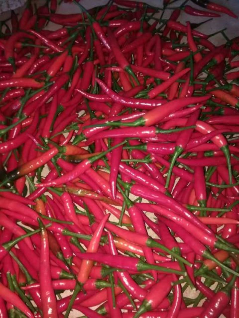 小米椒5~10厘米红中辣