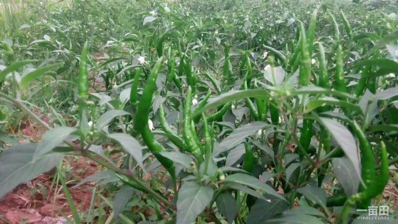 小米椒5~10厘米红中辣