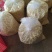 罗田板栗菜栗种中栗