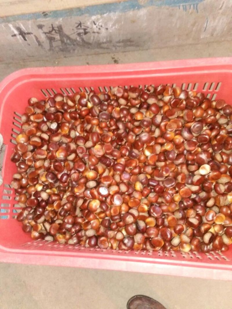 罗田板栗菜栗种中栗