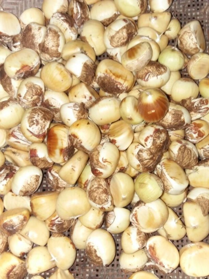 罗田板栗菜栗种中栗