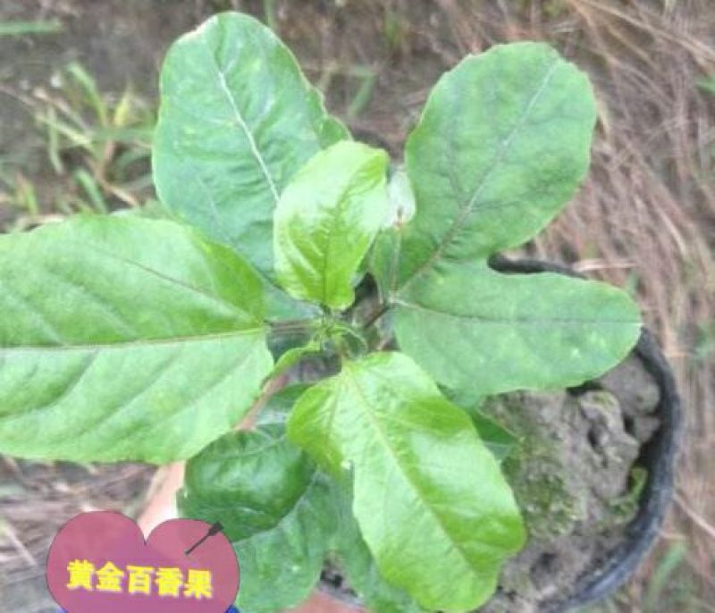 哥伦比亚黄金百香果种苗20~30cm