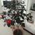 茶花树80~100cm
