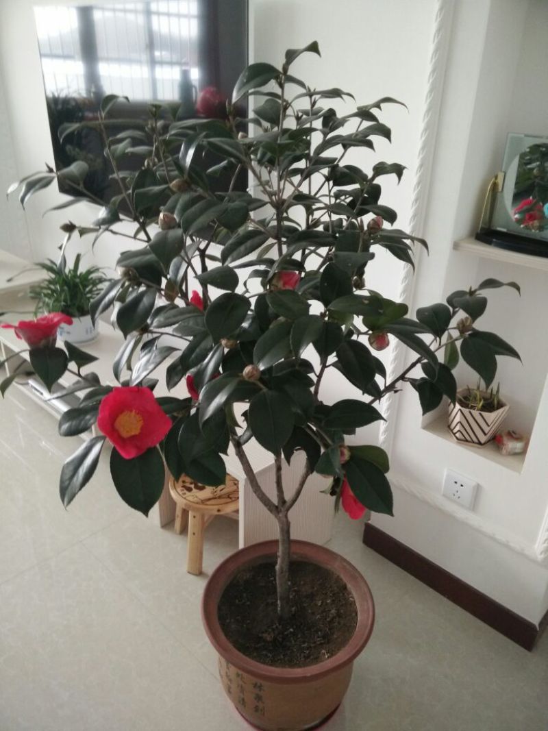 茶花树80~100cm