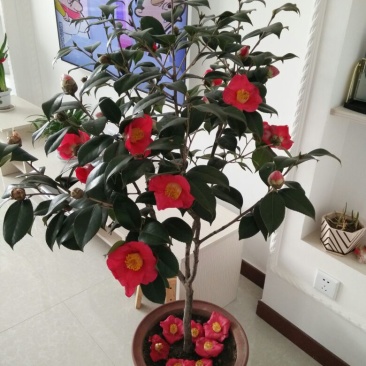 茶花树80~100cm