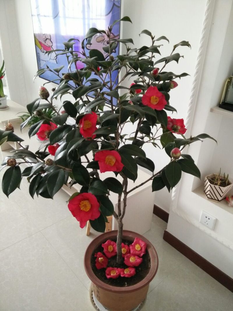 茶花树80~100cm