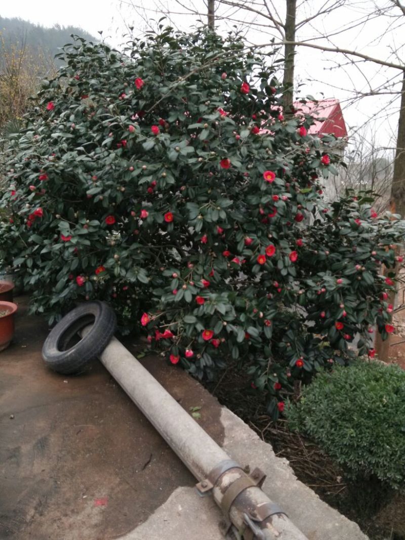 茶花树80~100cm