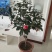 茶花树80~100cm