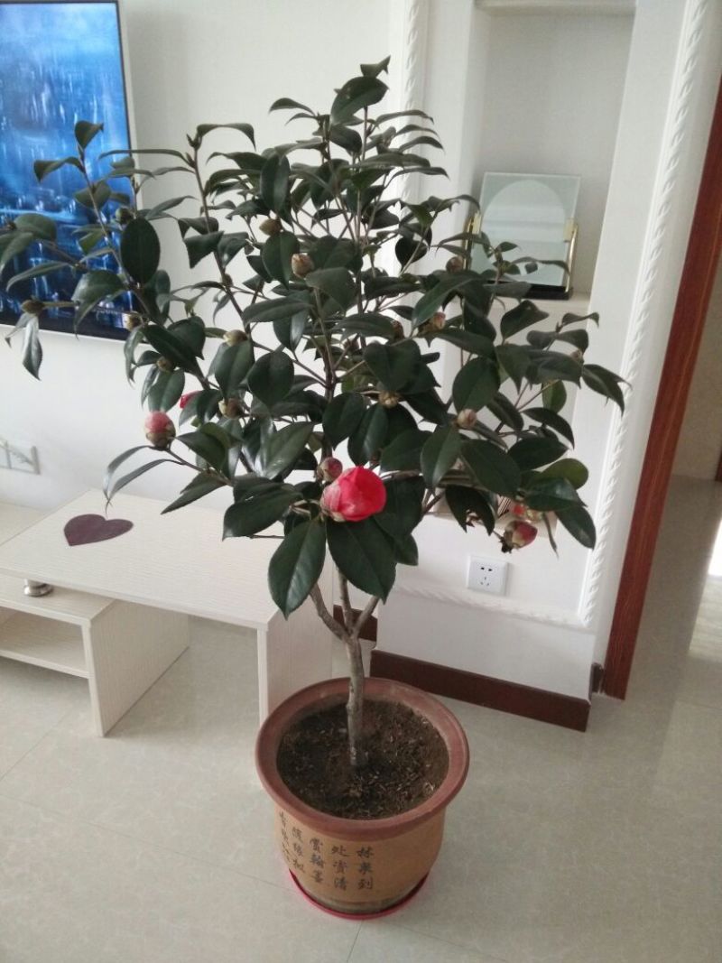 茶花树80~100cm