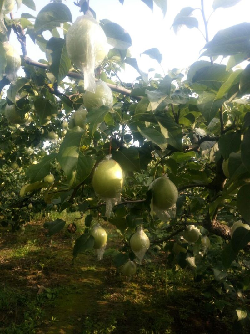 鸭梨膜袋。有十几万斤好梨有入冷库的请联系。