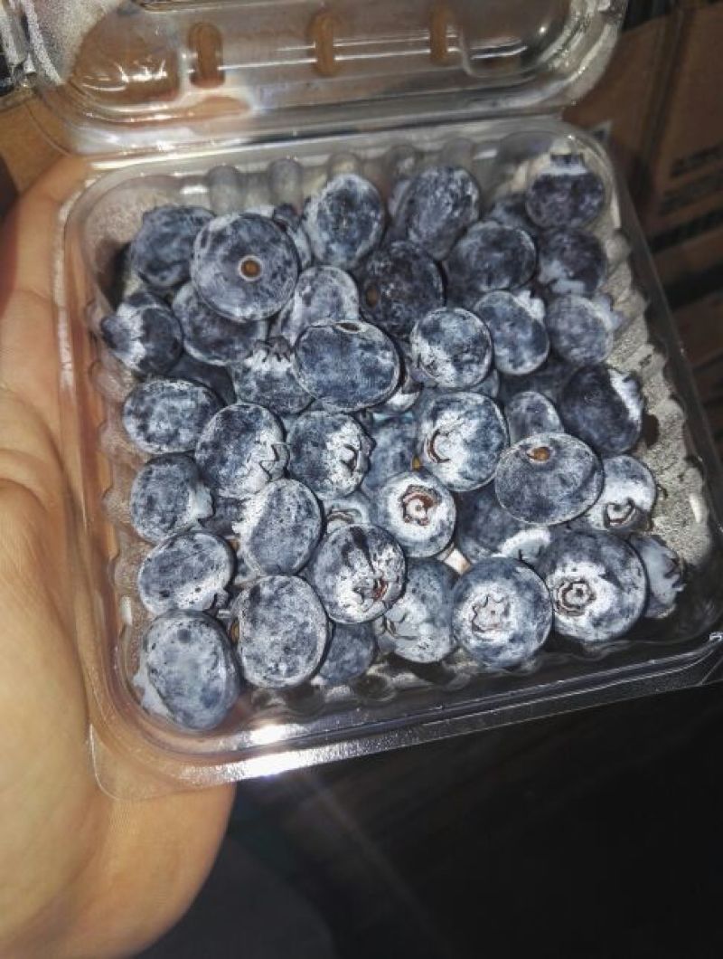 蓝莓10~12mm以上鲜果