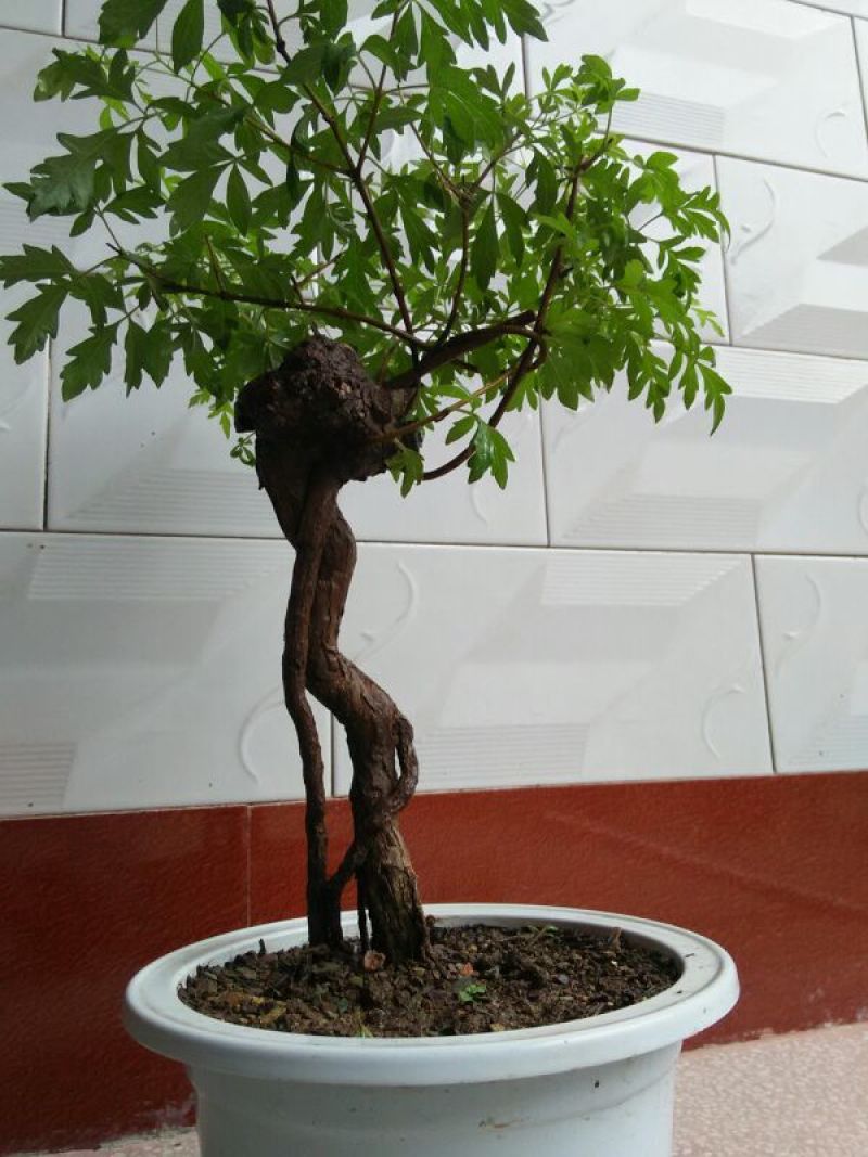 黄荊疙瘩盆景