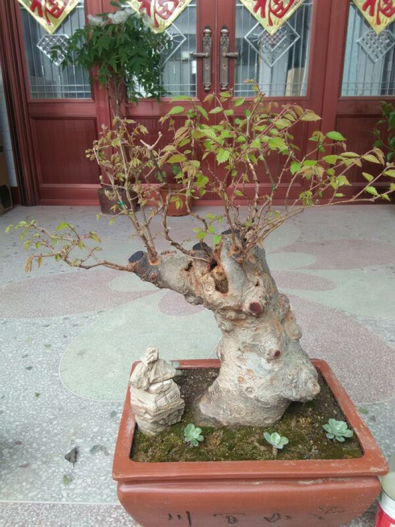 黄荊疙瘩盆景