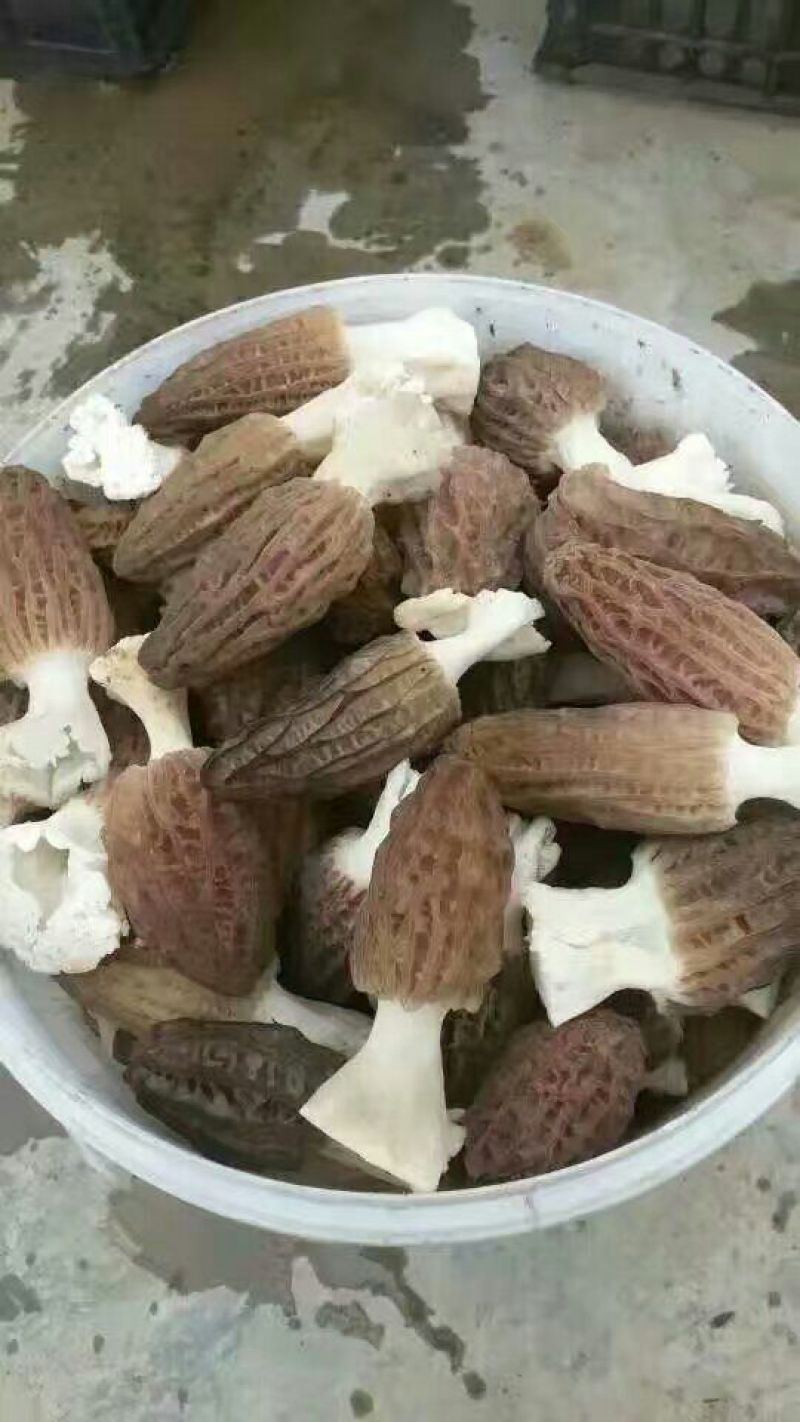 羊肚菌中上通货