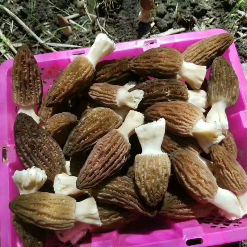 羊肚菌中上通货