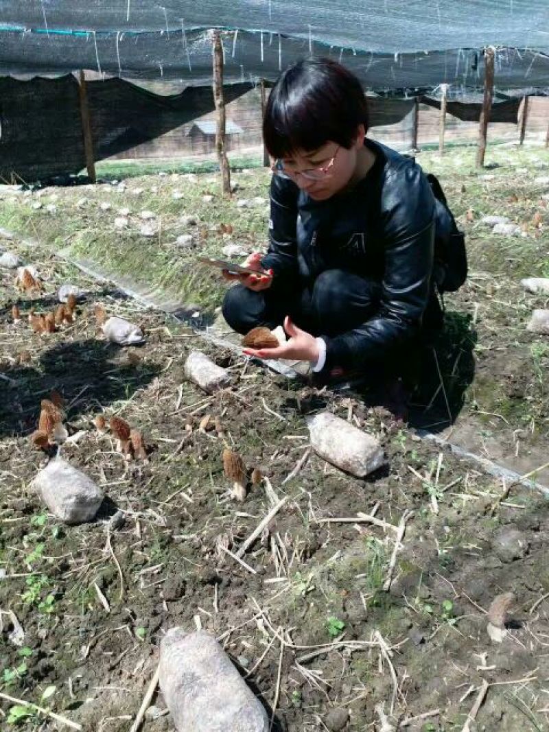 羊肚菌中上通货