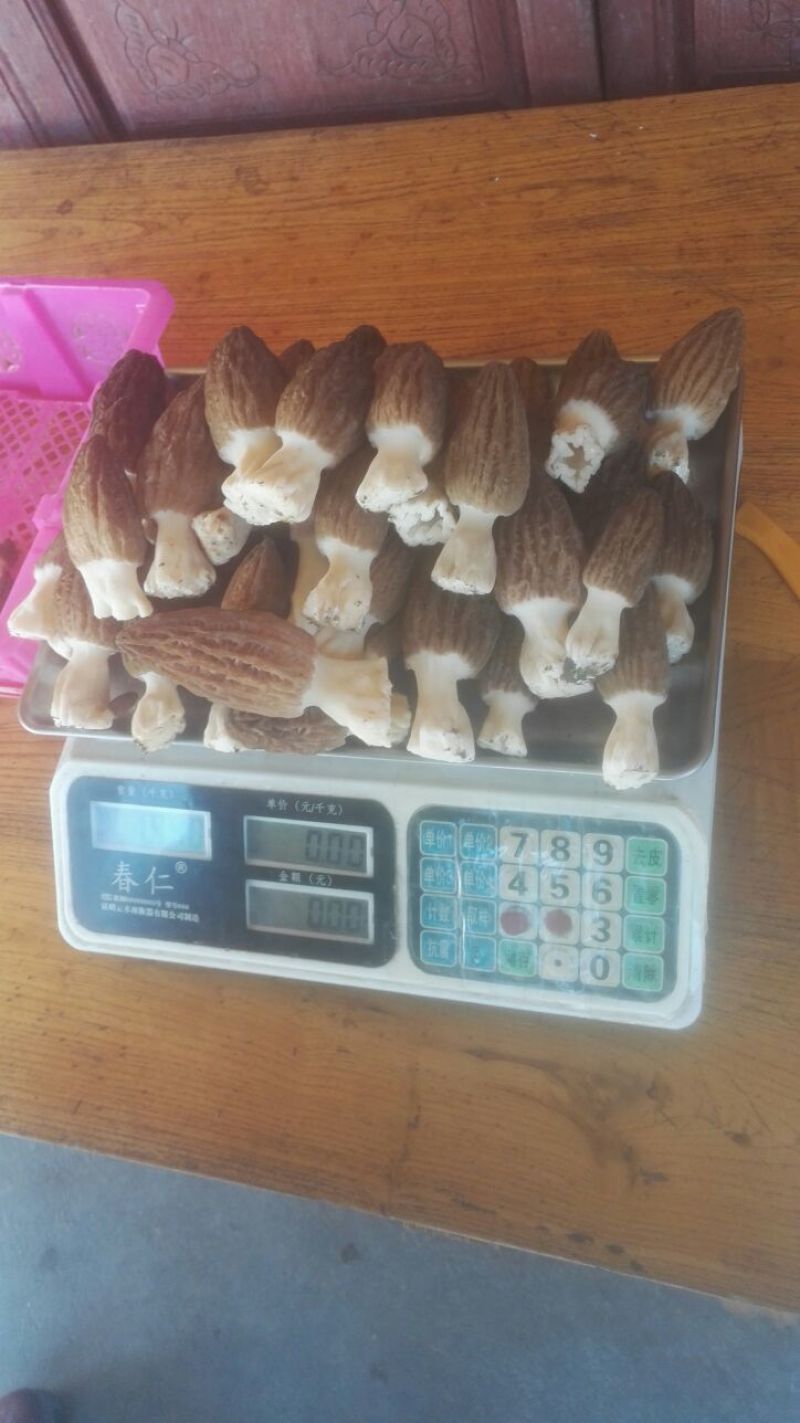 羊肚菌中上通货