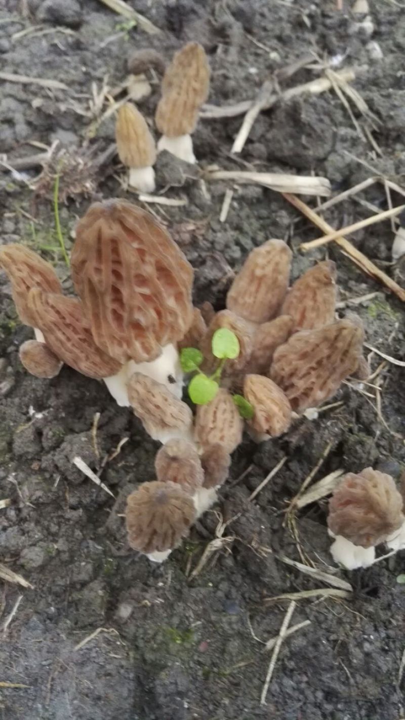 羊肚菌中上通货