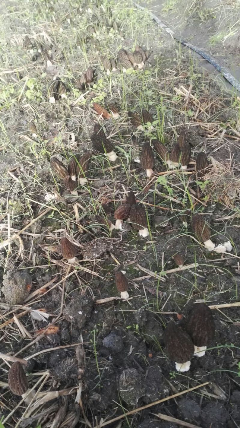 羊肚菌中上通货