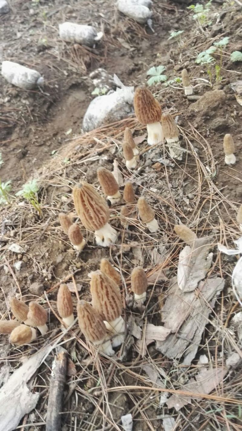 羊肚菌中上通货