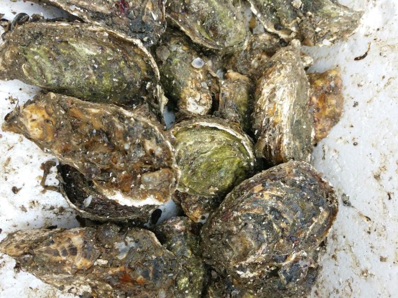 福建海蛎壳薄肉大肥美清甜生蚝牡蛎产地直发全国