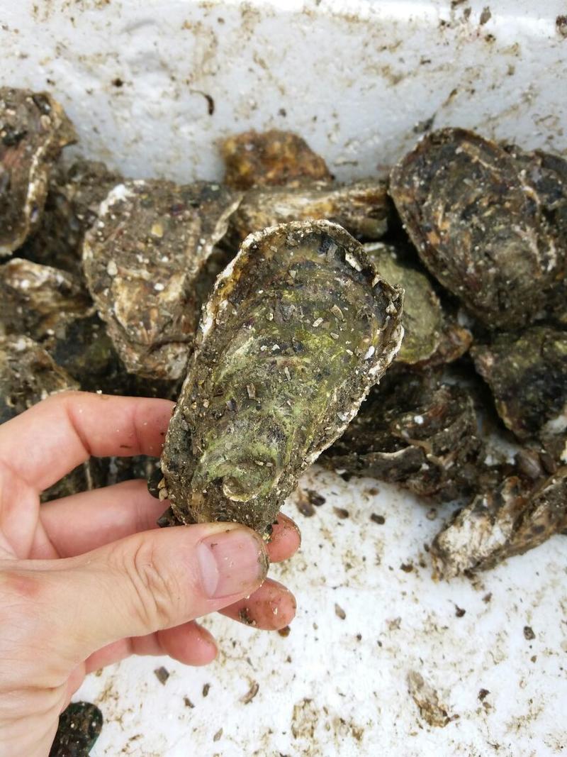福建海蛎壳薄肉大肥美清甜生蚝牡蛎产地直发全国