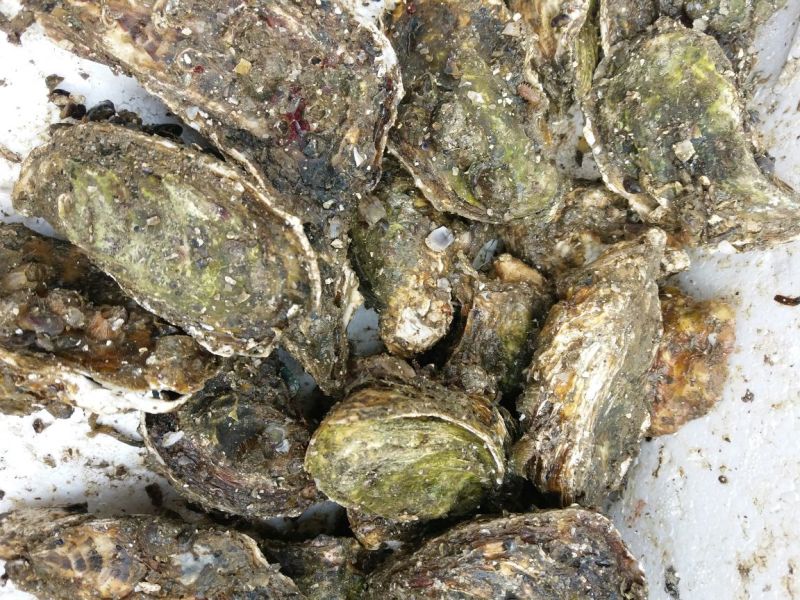 福建海蛎壳薄肉大肥美清甜生蚝牡蛎产地直发全国