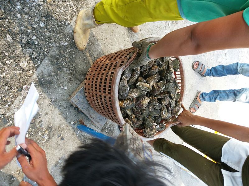 福建海蛎壳薄肉大肥美清甜生蚝牡蛎产地直发全国