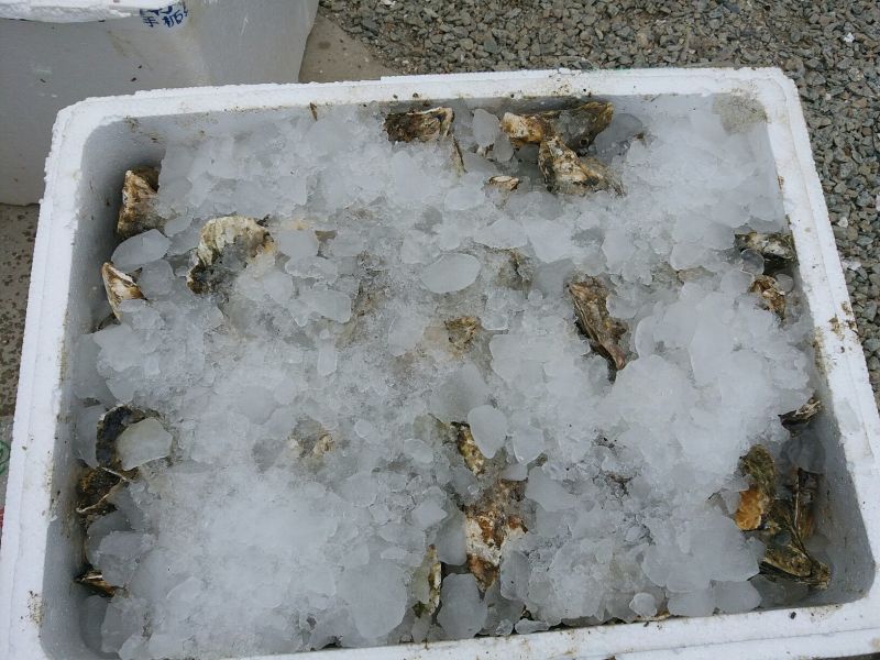 福建海蛎壳薄肉大肥美清甜生蚝牡蛎产地直发全国