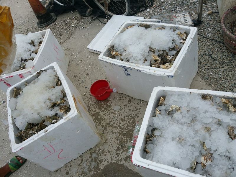 福建海蛎壳薄肉大肥美清甜生蚝牡蛎产地直发全国